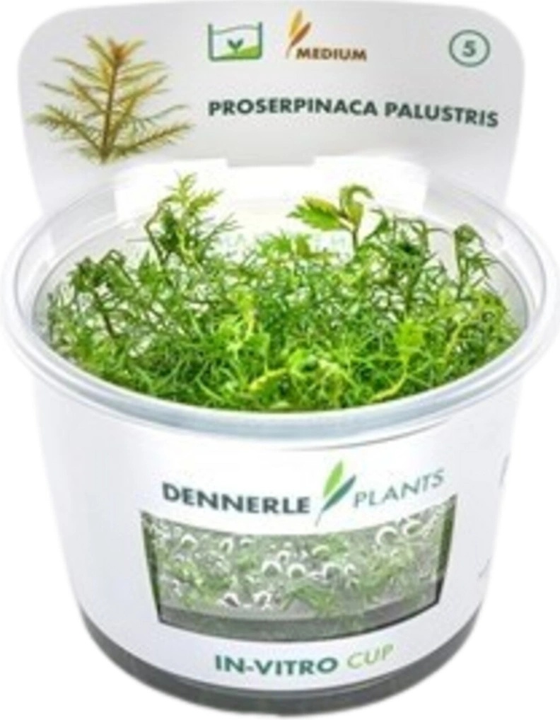 Proserpinaca palustris