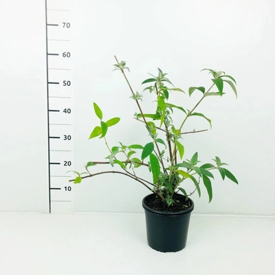 Buddleja davidii 'Empire Blue' Prodejní velikost: 020/030, Velikost hrnku: 2 l