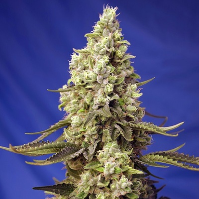 Sweet Seeds Runtz XL AUTO Semena neobsahují THC 25 ks