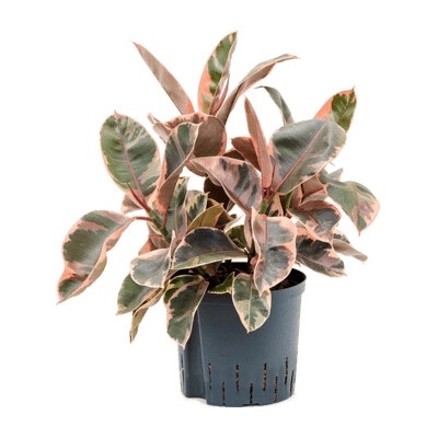 Ficus Elastica Belize 22/19 výška 60 cm