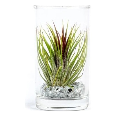 Gardners Tillandsia ve skle Tillandsie, kykatka