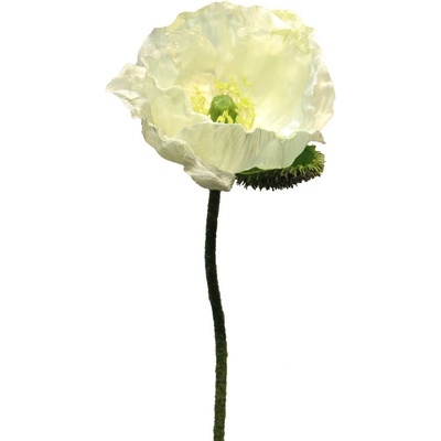 Mák - Papaver 'Nudicaule' krémový, otevřený květ 70 cm