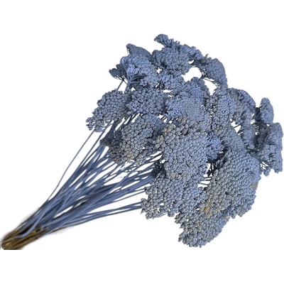 Sušené kvety Rebríček - Achillea 200g - vintage modré