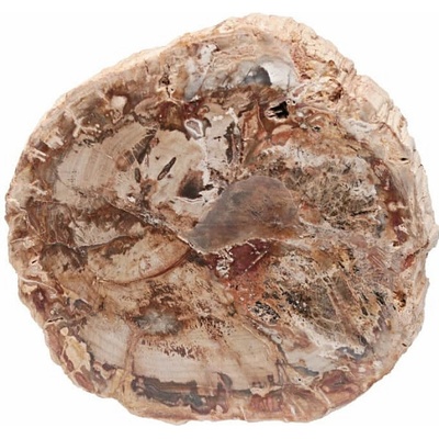 Nefertitis Zkamenělé dřevo leštěný řez 39 NF63928 - cca 9,4 x 9,3 cm, 234 g