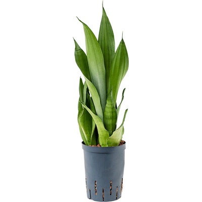 Sansevieria trifasciata Moonshine 15/19 v.40 cm