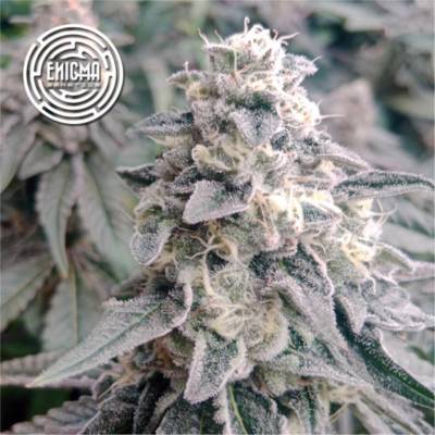 Enigma Genetics L.A Wedding Pop semienka neobsahujú THC 3 ks