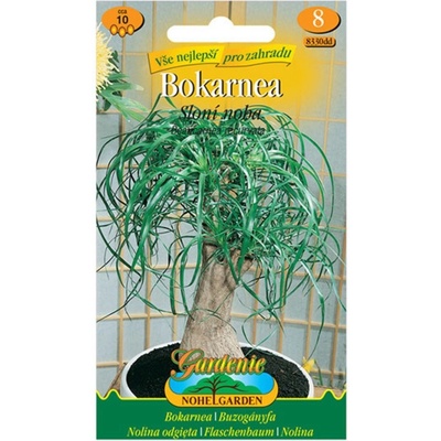 MORAVOSEED Bokarnea Sloní noha semínka