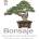Bonsaje - Peter Warren