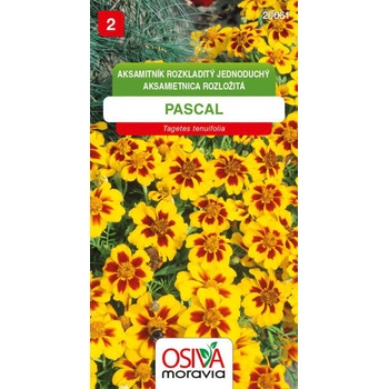 Semínka Aksamitník Rozkladitý jednod. - Pascal (Tagetes patula nana single)