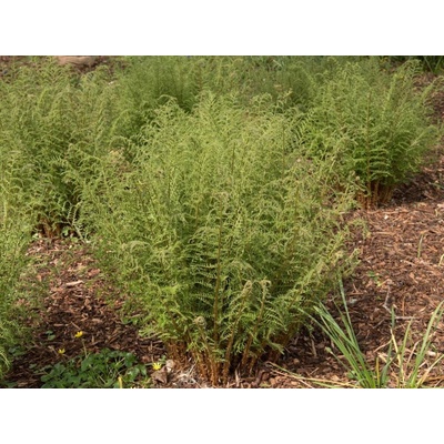 Papraď samčia Linearis Polydactyla - Dryopteris filix-mas, kont. p.11