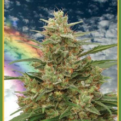Mandala Seeds Mandala #1 regular semena neobsahují THC 10 ks