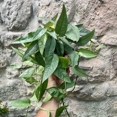 Epipremnum pinnatum 'Cebu Blue'