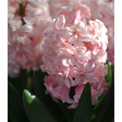 Hyacint plnokvětý Prince of Love Hyacinthus prodej cibulovin 1 ks