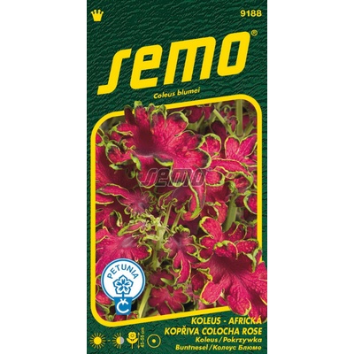 SEMO Koleus (Africká kopřiva) - Colocha rose 40 pel