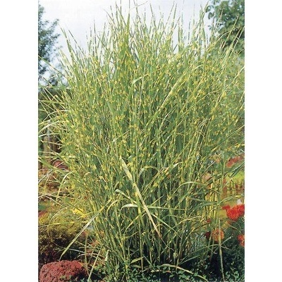 Ozdobnice čínská FloraSelf Miscanthus sinensis 'Strictus' 10- 150 cm květináč 6 l