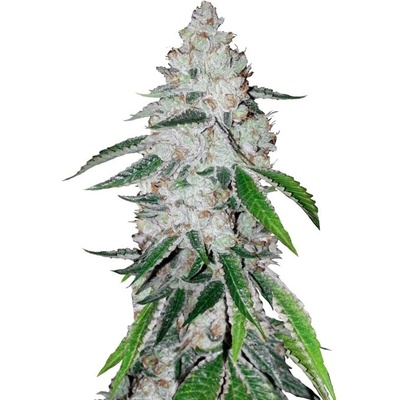Fastbuds West Coast OG Auto semienka neobsahujú THC 100 ks