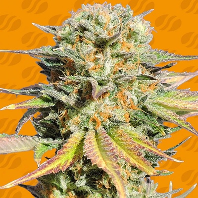 Original Sensible Seeds Bruce Banner #3 semienka neobsahujú THC 50 ks