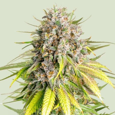 Royal Queen Seeds x Tyson Punch Pie semena neobsahují THC 5 ks
