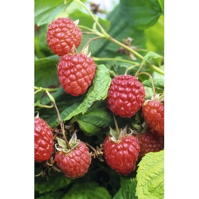 Maliník letní BIO FloraSelf Bio 'Willamette' květináč 2 l