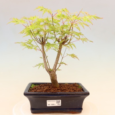 e-bonsai Venkovní bonsai - Acer palmatum Dissectum - Javor dlanitolistý