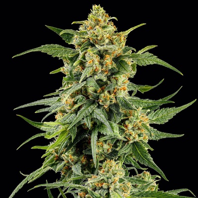 Barney´s Farm Skunk #1 semena neobsahují THC 3 ks