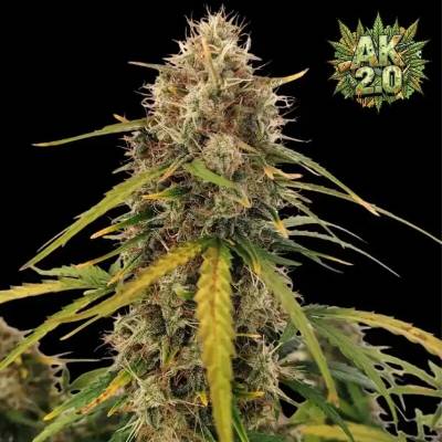 Ganja Farmer AK 2.0 XL Auto semienka neobsahujú THC 3 ks
