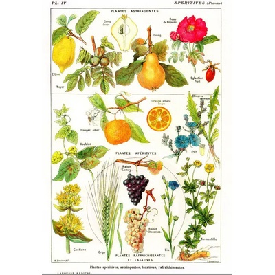 Grafika Ilustrácia z Larousse Medical Illustré Astringent and Aperitive Plants Sťahujúce a aperitívne rastliny 1000 dielov