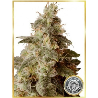 Mr. Hide Seeds Full Moon CBD semienka neobsahujú THC 1 ks