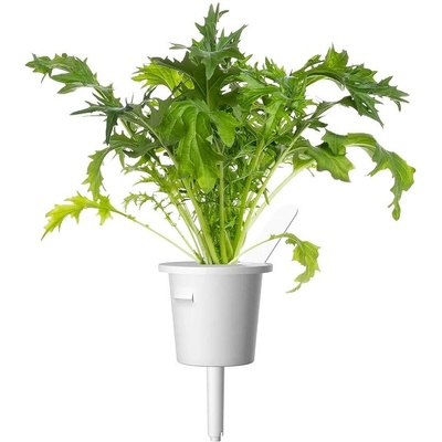 Click & Grow Семена Click and Grow Японска мизуна, 3 броя (SGR93X3)