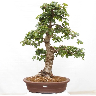 e-bonsai Venkovní bonsai -Javor babyka - Acer campestre
