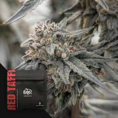 Doja Genetics Red Taffi semienka neobsahujú THC 6 ks