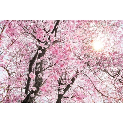 Komar Vliesová fototapeta Bloom rozměry 400 x 260 cm