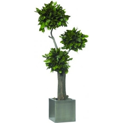 Salal jumbo 190 cm