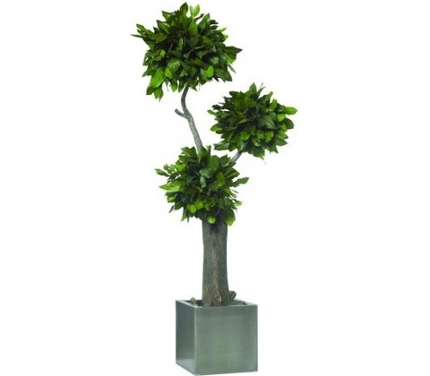 Salal jumbo 190 cm