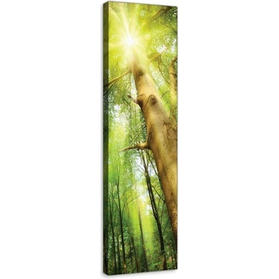Postershop Obraz na plátně: Slunce v lese (1) - 145x45 cm