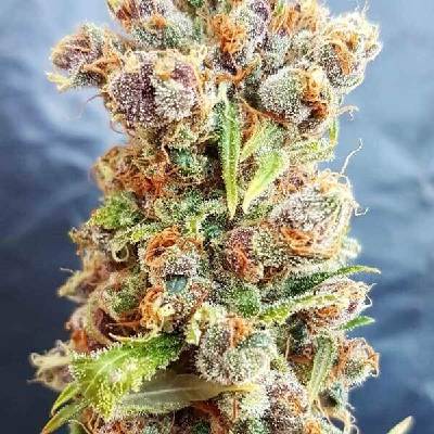 Freedom Of Seeds Romberry semena neobsahují THC 3 ks