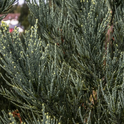 Sekvojovec obrovský - Sequoiadendron giganteum - semená - 5 ks