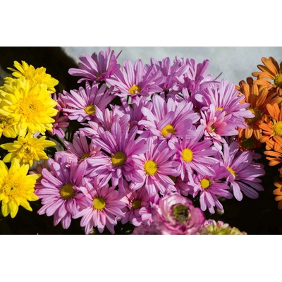 DIMEX ART Флизелинов фототапет цъфтящи пролетни цветя 375 x 250 см