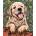Norimpex - Puzzle Diamant painting: Labrador puppy 30x40cm - 1 - 39 piese