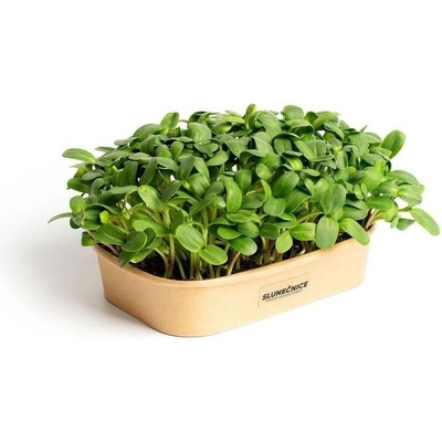 Sada pro domácí pěstování microgreens – Slunečnice