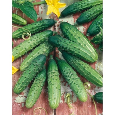 Uhorka nakladačka Regina