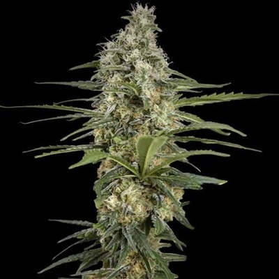Spliff Seeds Mint Runtz Auto semena neobsahují THC 5 ks