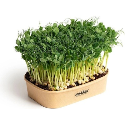 Sada pro domácí pěstování microgreens – Hrášek Affyla