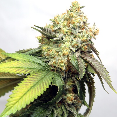 Vision Seeds Banana Punch semienka neobsahujú THC 3 ks