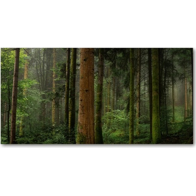 Foto obraz sklo tvrzené Hmla v lese 100x50 cm