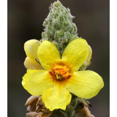 Divizna malokvětá Verbascum thapus osivo divizny 150 ks