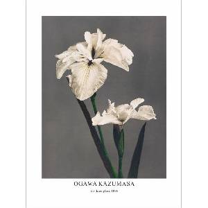  Принт Iris Kæmpferi, Огава Казумаса - репродукция (Print1073)