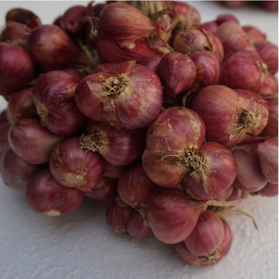Cibule Zebrune - Allium cepa var aggregatum - prodej semen - 70 ks