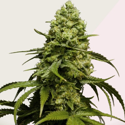 Kera Seeds Dutch Power semena neobsahují THC 5 ks