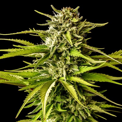 Kannabia Seeds Break-up Cake semena neobsahují THC 3 ks